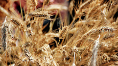 Более 11 тысяч га озимых зерновых убрали с полей в Тверской области 