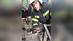 Сотрудники МЧС спасли кота в Тверской области