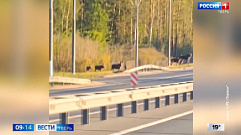 Нашествие лосей в Тверской области: куда они идут и что ими движет