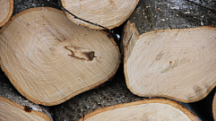 60-летний житель Тверской области незаконно нарубил дров на 600 тыс. рублей