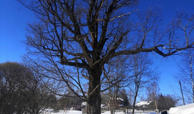 Двухсотлетний дуб из города Бологое может стать Деревом года России