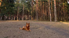 Жители Твери пожаловались на собак в Бобачевской роще