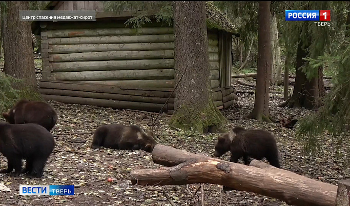 В Торопецком заповеднике выпустили в природу 13 спасенных медвежат
