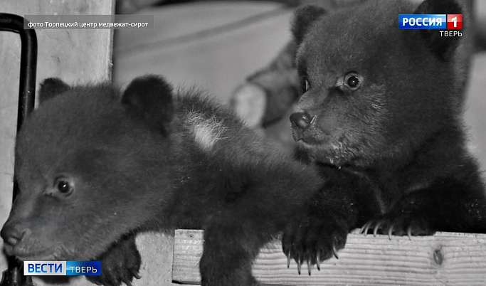 Медвежатам-сиротам из Карелии дали имена в приюте в Тверской области