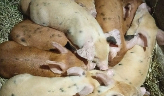 Второе поголовье свиней завезли на свинокомплекс в Тверской области