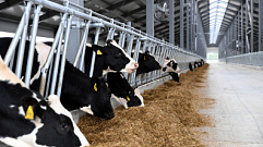 68 хозяйств в Тверской области получат субсидии на производство молока 