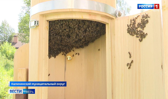 Сон на пчёлах: в Тверской области разработали уникальный туристический проект