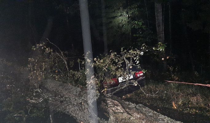 В Тверской области водитель въехал в упавшее дерево