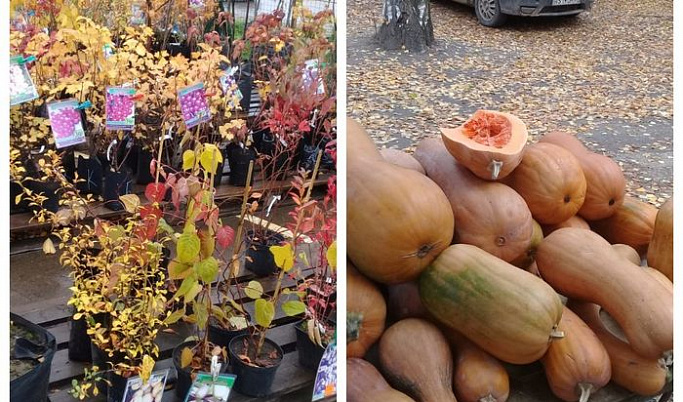 На рынке в Конаково торговали с нарушениями саженцами и тыквами 
