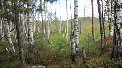 Лесной фонд Тверской области увеличится более чем на 500 гектаров