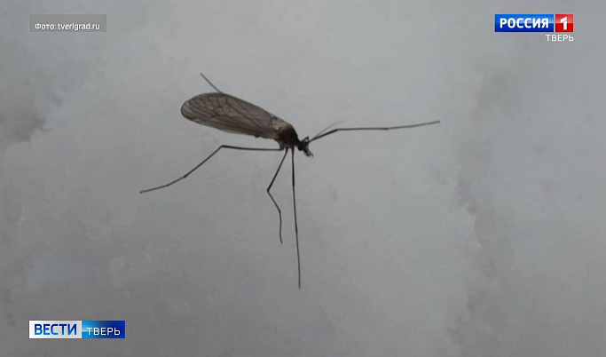 Необычных комаров обнаружили жители Твери 