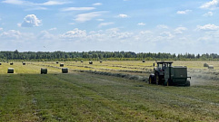 Уборка озимых зерновых заканчивается в Тверской области