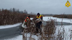 В Тверской области пожарные спасли лебедят, замерзающих на водоеме