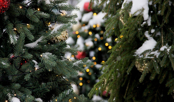 Рождественские ели из Тверской области будут продавать в Москве