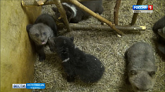 Еще три малыша-медвежонка обрели новый дом в Тверской области