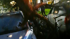 Сильный ветер повалил дерево на припаркованные машины в Тверской области