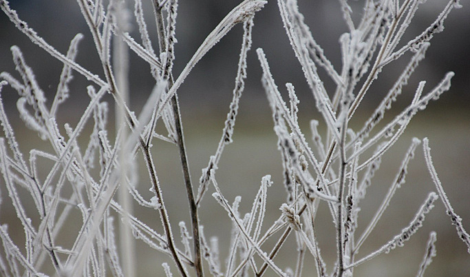 В Тверской области ожидаются ночные заморозки до -2 градусов и мокрый снег