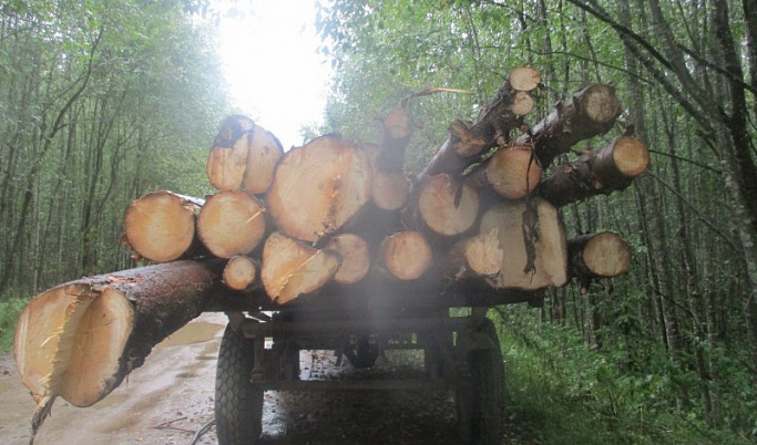 В Тверской области «черных лесорубов» застали на месте преступления