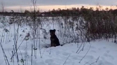 В Тверской области собаку вывезли в поле и бросили умирать