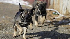В Тверской области хозяйка агрессивной собаки выплатит штраф в 70 тысяч рублей