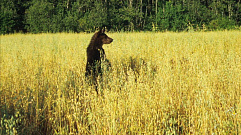 Жители Тверской области могут увидеть, как медведи готовятся к зиме