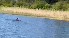 Рядом с деревней в Тверской области встретили плавающего медведя