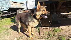 В Тверской области у домашней и енотовидной собак нашли бешенство