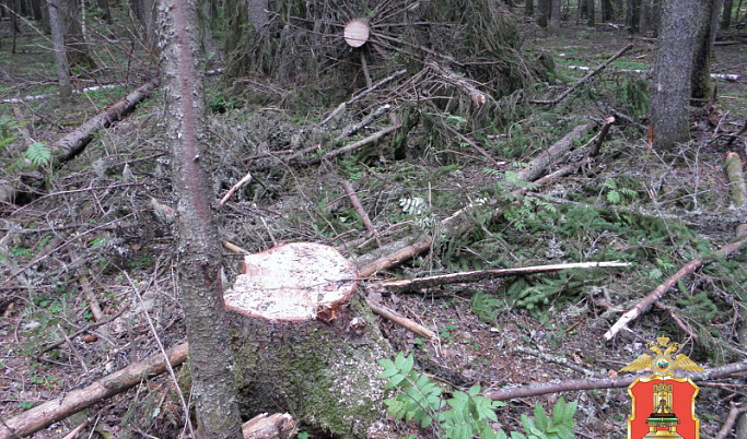 Житель Тверской области уничтожил деревьев на 650 тысяч рублей