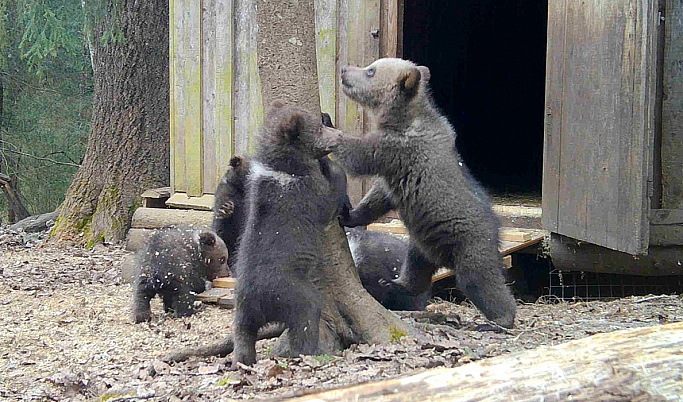 Медвежат-сирот в Тверской области выпустили из домиков-берлог