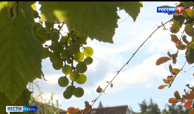 Житель Твери более 17 лет выращивает виноград на своём участке