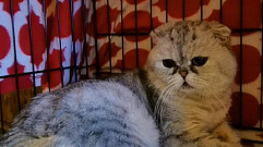 В Тверской области всю ночь у дверей приюта просидел подброшенный кот
