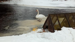Жители Тверской области пытаются спасти одинокого лебедя от хищника