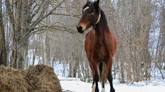 В Тверской области украли трех лошадей