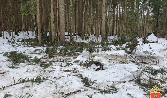 Чёрный лесоруб из Тверской области «наломал дров» на 700 тысяч рублей