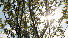 Более 200 саженцев деревьев высадили у Ржевского мемориала