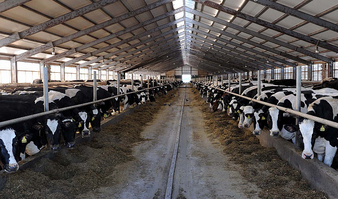 В Тверской области планируют развивать отрасль мясного скотоводства