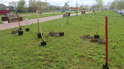 В Тверской области в рамках акции «Сад Памяти»  высажено свыше 3 млн саженцев и сеянцев деревьев