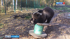 Тверской медведь Мансур радует пользователей социальных сетей своими забавами