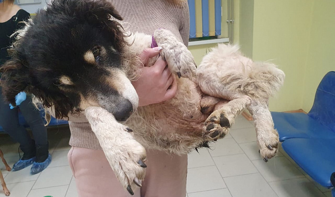 18-летнего пса спасли он смерти на морозе в Тверской области 