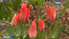 В Ботаническом саду ТвГУ распустились красные тюльпаны                                                          