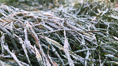 На выходных в Тверскую область нагрянут заморозки до -2 градусов