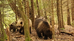 В Тверской области центр Пажетновых готовится к расставанию с 14 медвежатами-сиротами