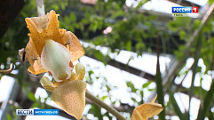 В Ботаническом саду Тверского госуниверситета зацвела редкая форма орхидеи