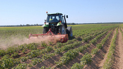 В Тверской области вводят новые меры поддержки для производителей картофеля и овощей