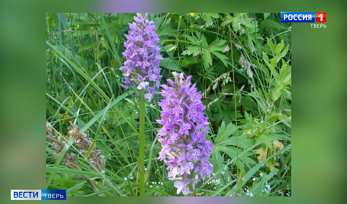 Редкую орхидею обнаружили ученые в Тверской области