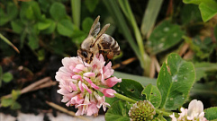 У пчел в Тверской области выявили нозематоз