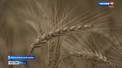 В Лихославльском районе зерновые культуры выращивают при помощи спутниковой навигации    