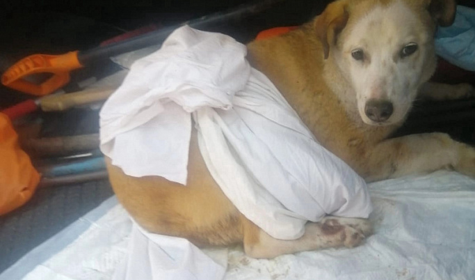 В Тверской области провели спецоперацию по спасению собаки