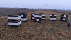 Под Тверью у мужчины украли пчелиные улья на 400 тысяч рублей