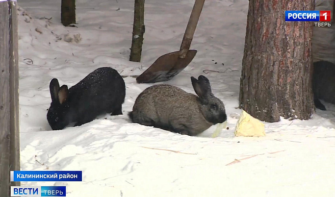 Жителей Твери и области приглашают на экоферму понаблюдать за кроликами 